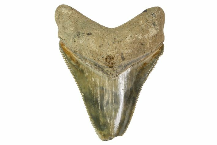 Serrated, Chubutensis Tooth - Megalodon Ancestor #163315